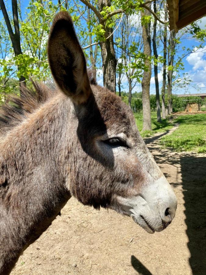 Locanda Del Molino Vecchio Magliano Alfieri Zewnętrze zdjęcie